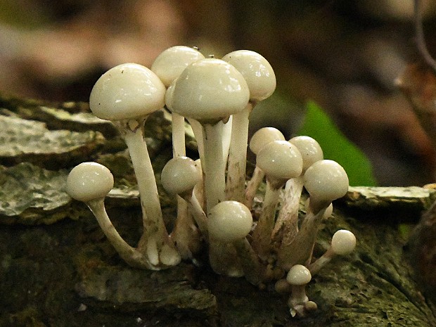 13-10-2021 Clingendael en Oosterbeek