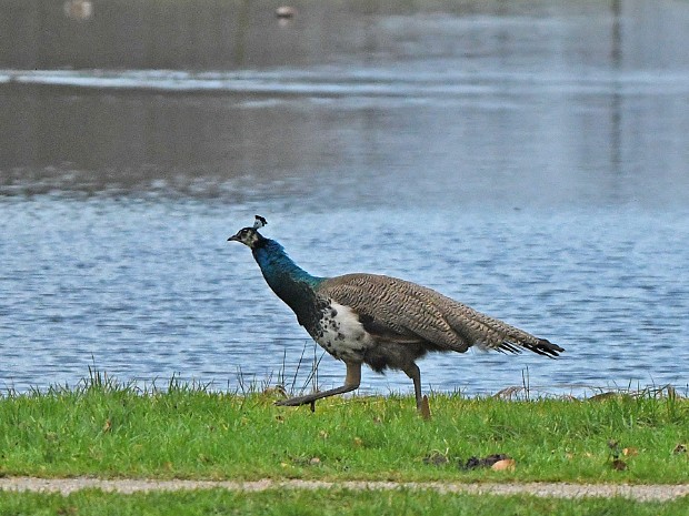 14-01-2021 Kasteelpark Duivenvoorde