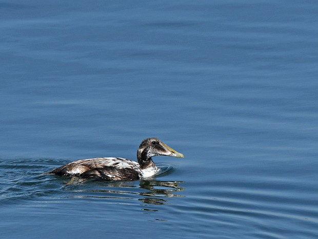 14-06-2021 Eider bij het ZHH