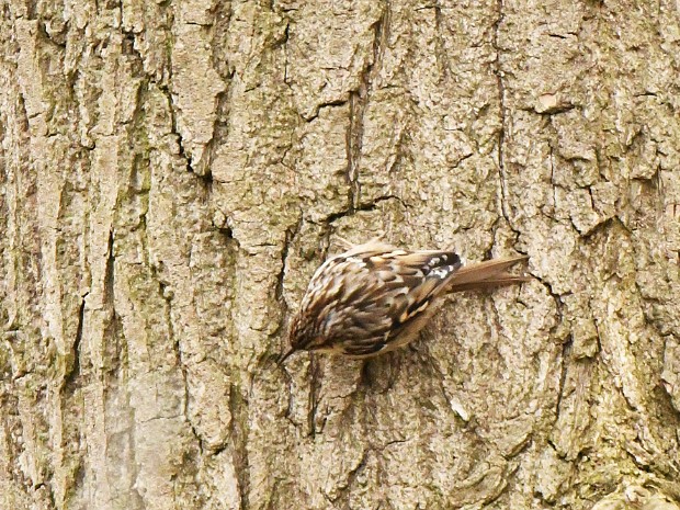 15-03-2021 Landgoed Oosterbeek