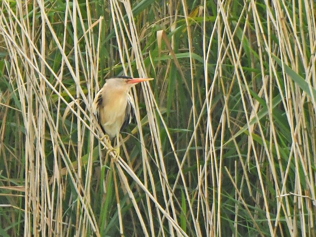 15-07-2021 Benthuizerplas