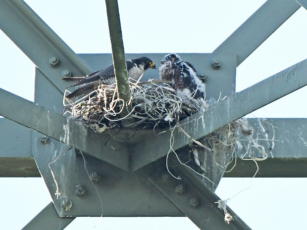 19-05-2021 Zevenhuizen