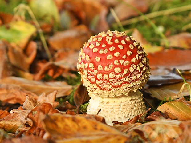 19-10-2021 Kasteelpark Duivenvoorde