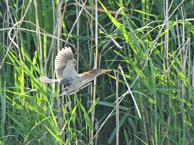 20-07-2021 Benthuizerplas