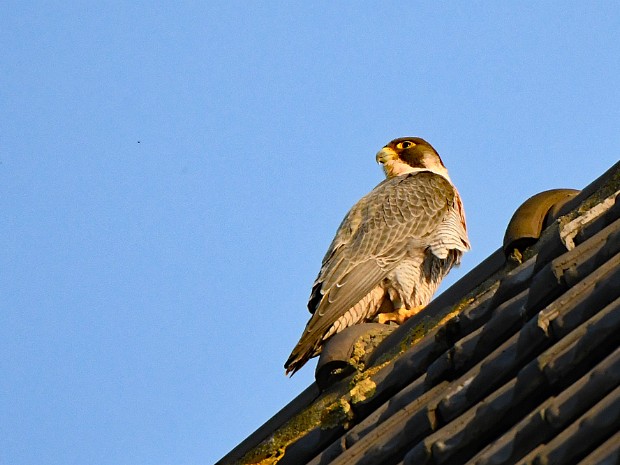 21-02-2021 Slechtvalken Bethlehemkerk