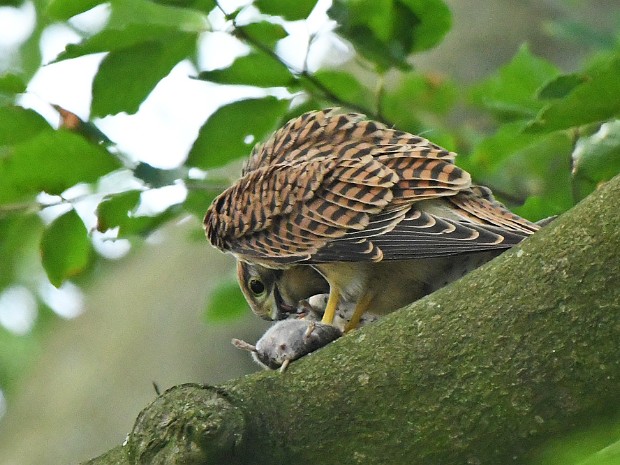 21-07-2021 Torens van Oosterbeek