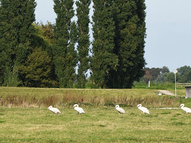 21-09-2021 Nieuwe Driemanspolder
