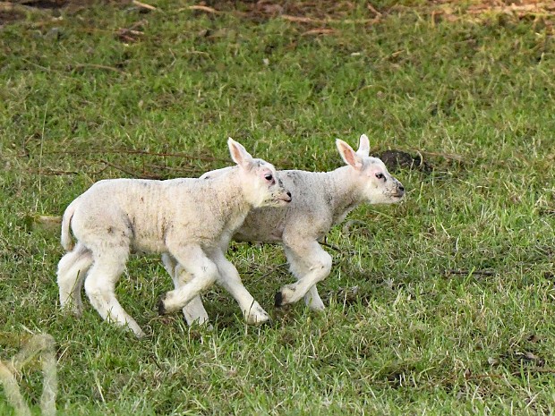22-01-2021 Lammetjes en N3MP