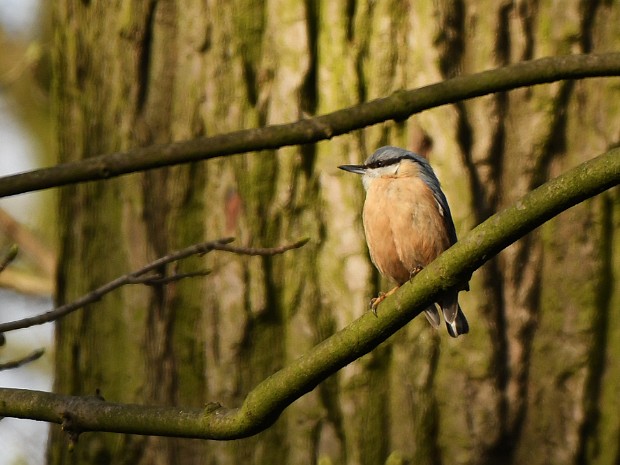 22-03-2021 Marlot, Haagse Bos en Oosterbeek