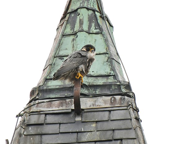 22-05-2021 Slechtvalken Bethlehemkerk