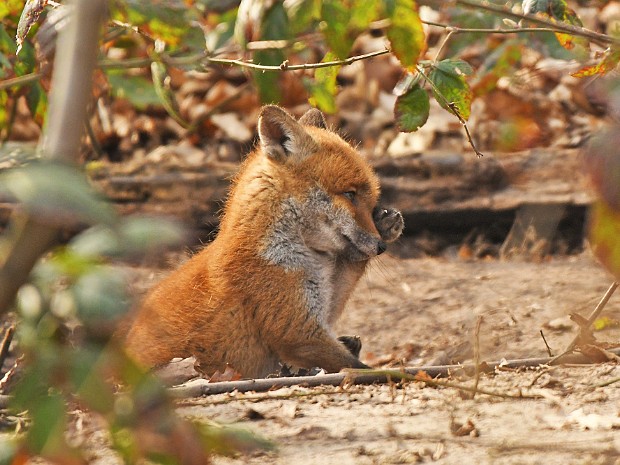 23-03-2021 Haagse Vosjes