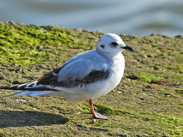 23-04-2021 Ross' Meeuw Noorderhavenhoofd