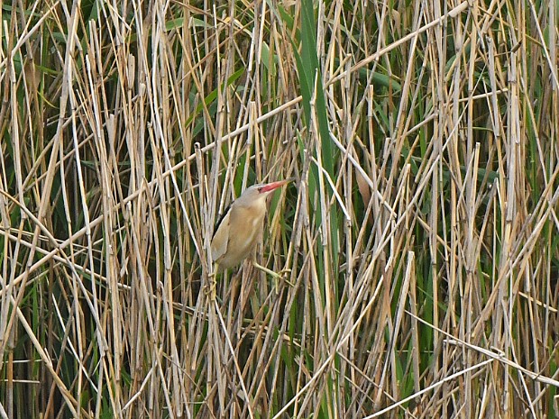 23-06-2021 Benthuizerplas