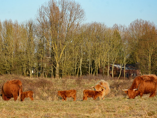 25-03-2021 Schotse Hooglanders op Lentevreugd