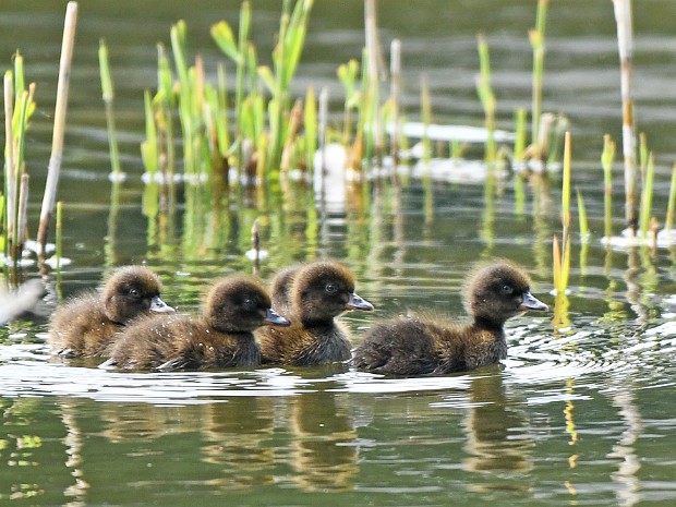 27-06-2021 Benthuizerplas