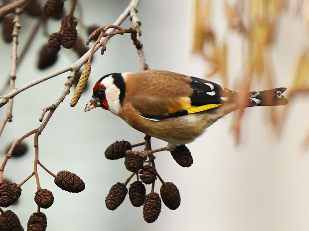 29-01-2021 Neher en Haagse Bos