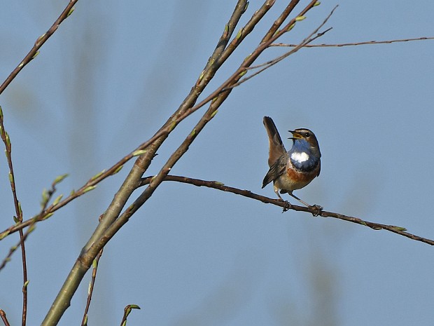 30-03-2021 Blauwborsten Groenzoom Berkel