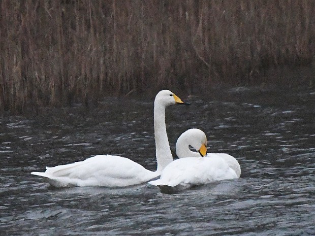 30-12-2021 Wilde Zwanen Ganzenhoek