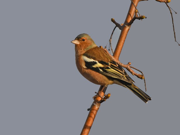 Natuur 2021-01