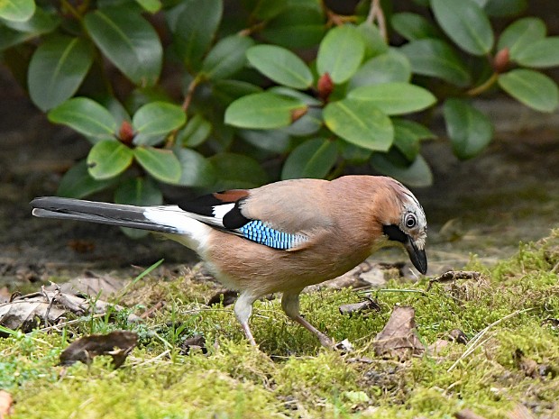 Natuur 2021-03