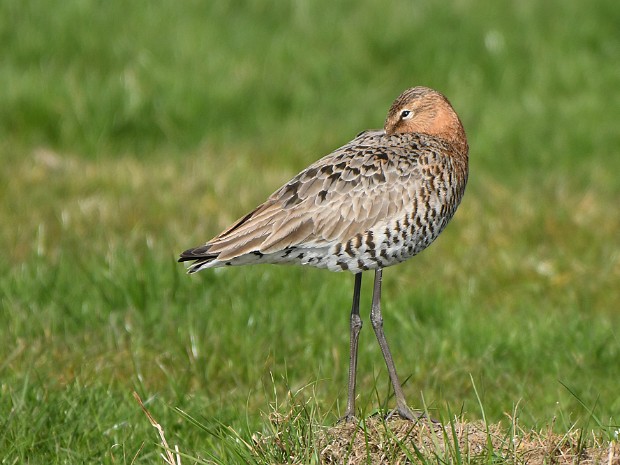 Natuur 2021-04
