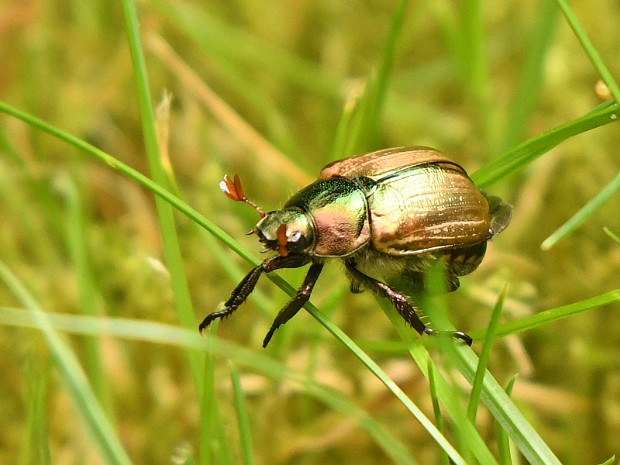 Natuur 2021-07