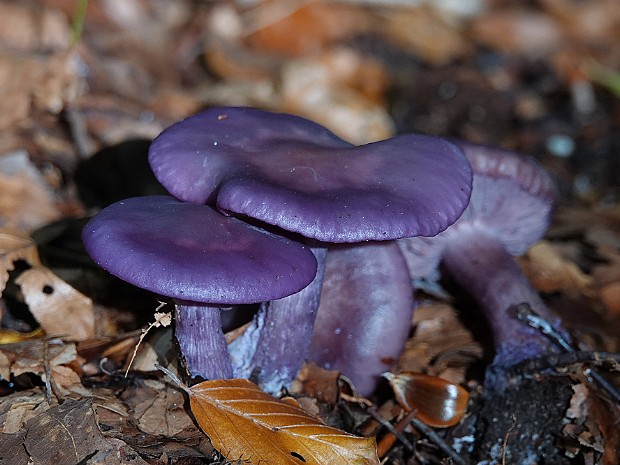 01-10-2022 Paddenstoelen 3