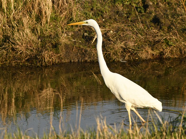 02-03-2022 In de nabije Polders