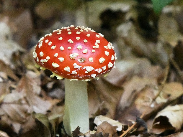 02-10-2022 Paddenstoelen 4