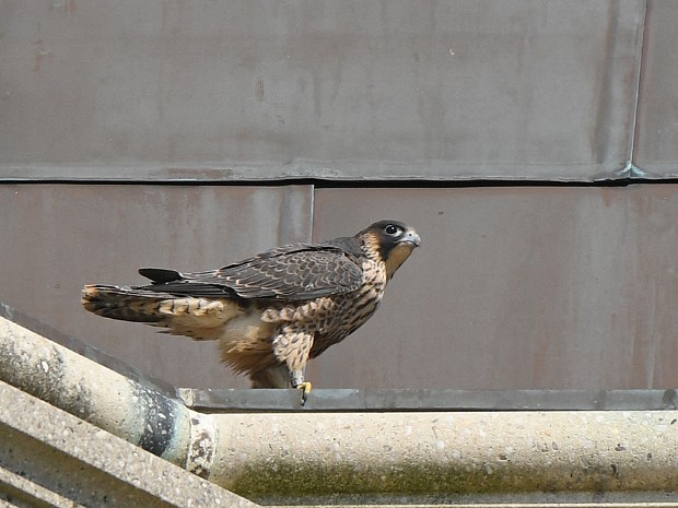 04-06-2022 Jonge Slechtvalken op de Watertoren