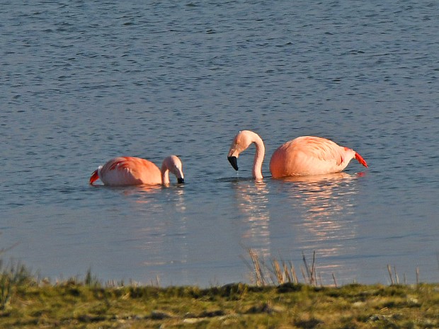 05-03-2022 Chileense Flamingo's Zevenhuizen
