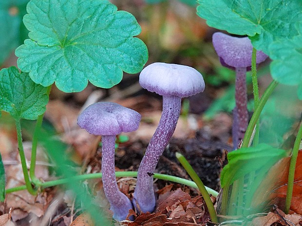 05-10-2022 Paddenstoelen 5