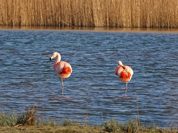 07-03-2022 Chileense Flamingo's Zevenhuizen