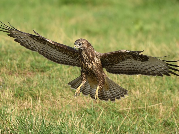 07-09-2022 Jonge Buizerd N3MP