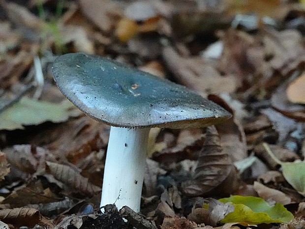 08-10-2022 Paddenstoelen 7