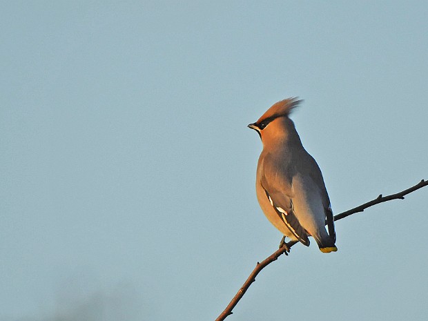 09-01-2022 Pestvogel Louisapolder Dordrecht