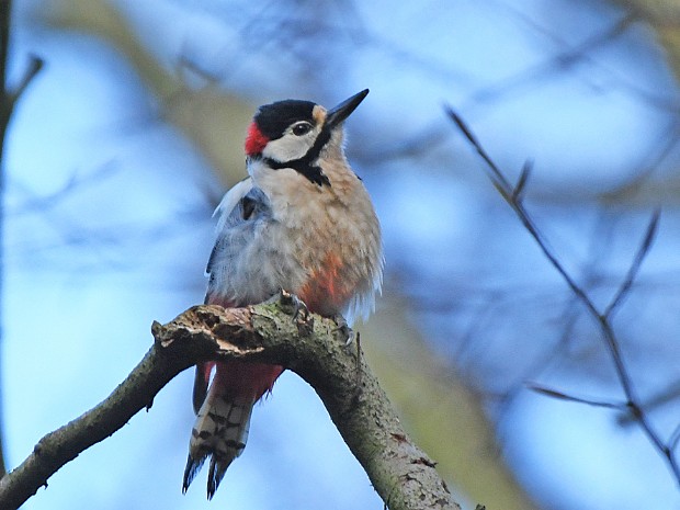 09-04-2022 Haagse Bos