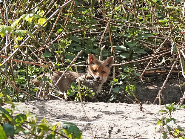 10-04-2022 Haagse Bos