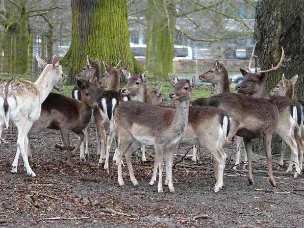 12-03-2022 De Haagse Koekamp