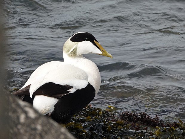 12-04-2022 Eider ZHH en Vosjes Haagse Bos