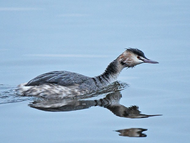 14-01-2022 Vogelplas Starrevaart