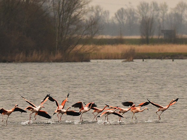 16-03-2022 Flamingo's Zevenhuizerplas