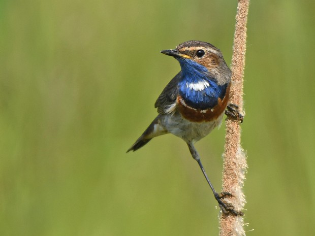 18-05-2022 N3MP Blauwborsten en meer