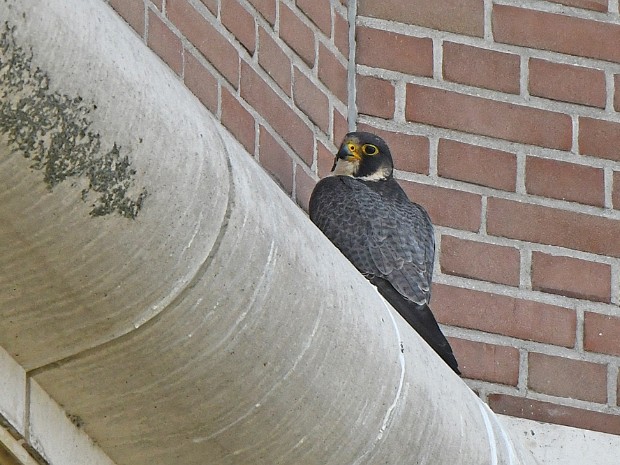 18-06-2022 Slechtvalken op en rond de Watertoren