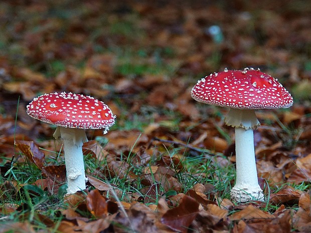 20-10-2022 Paddenstoelen 8