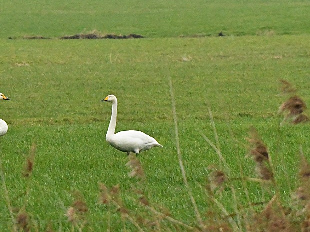 20-12-2022 Wilde Zwanen Wassenaar