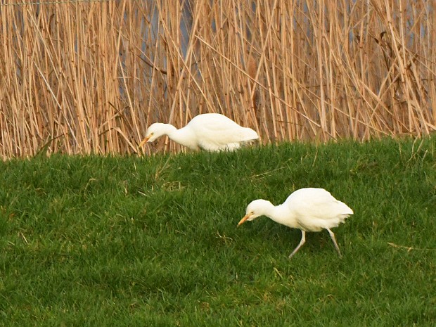 21-01-2022 Koereigers Stompwijk