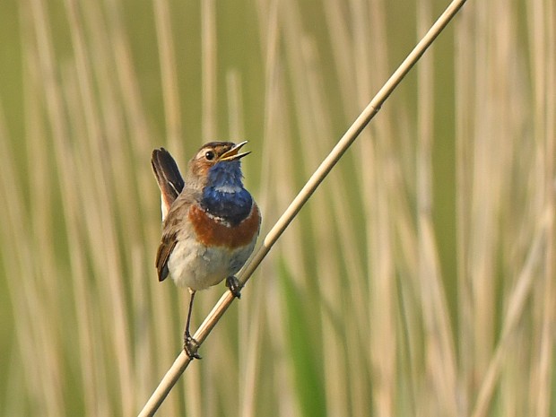 22-05-2022 N3MP Blauwborsten en Kluten