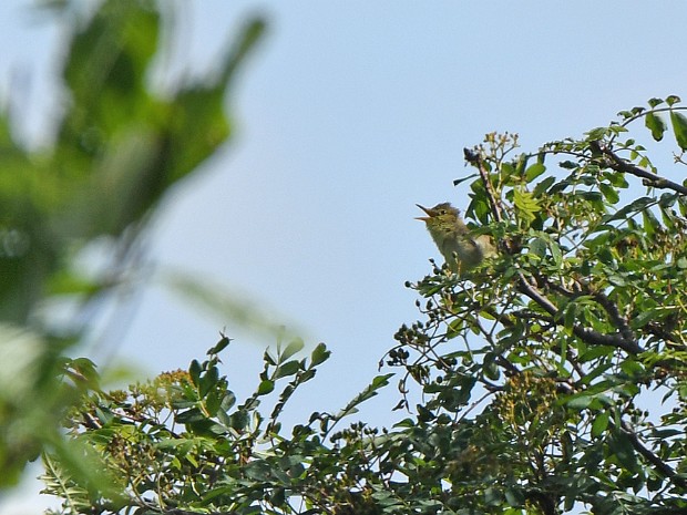 24-05-2022 Orpheusspotvogel Westduinpark