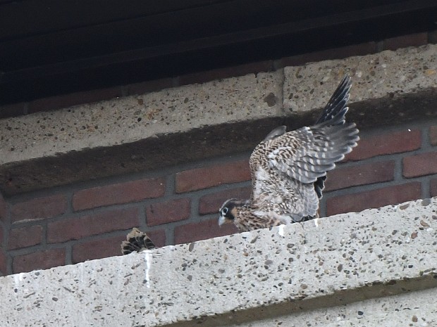 24-05-2022 Slechtvalken Bethlehemkerk